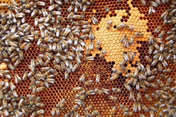 Včely na voštinách — Stock fotografie
