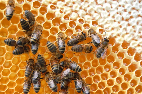 Bijen op de honingraat — Stockfoto