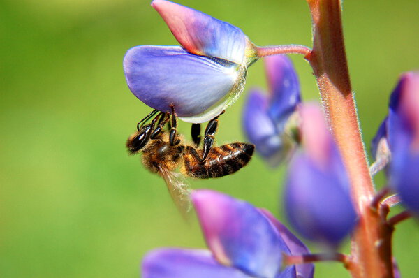 Bee on a mustard flower