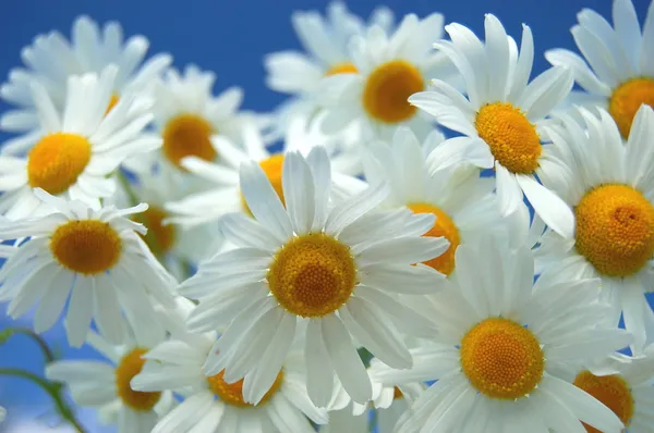 Krásný heřmánkový květ proti modré obloze — Stock fotografie