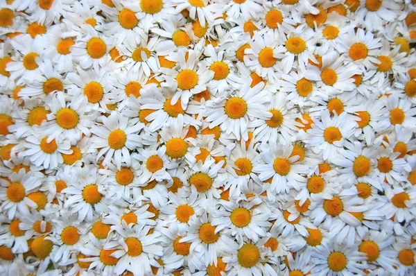 Hermosa alfombra hecha de un montón de flores de manzanillas — Foto de Stock