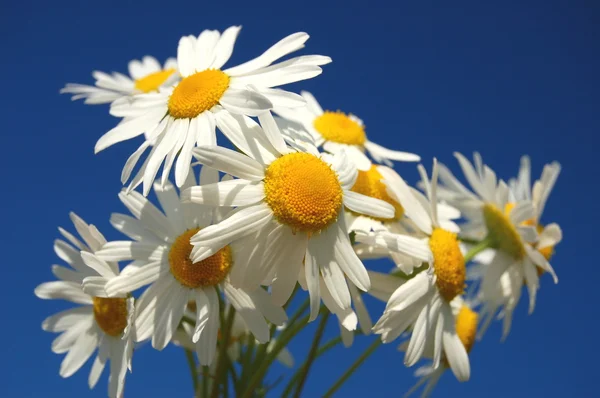 Lindas flores de camomila contra o céu azul — Fotografia de Stock