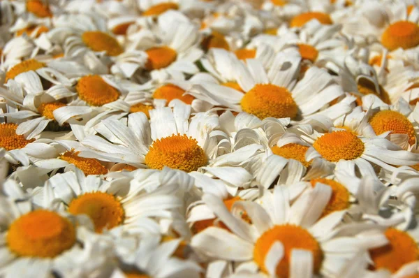 Bonito tapete feito de muitas flores de camomilas — Fotografia de Stock
