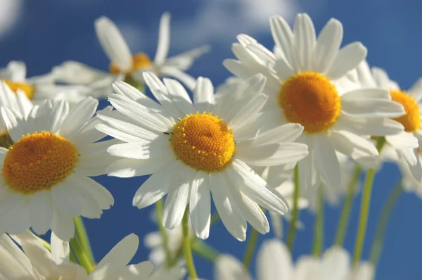 Lindas flores de camomila contra o céu azul — Fotografia de Stock