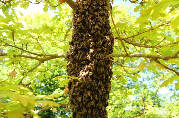 Ein Bienenschwarm auf einer Eiche — Stockfoto