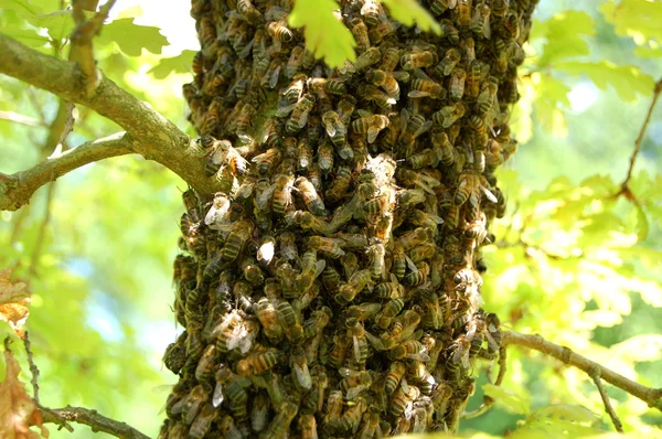 Un enjambre de abejas en un roble — Foto de Stock