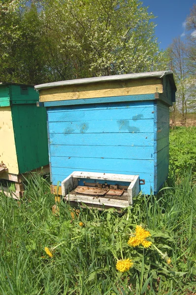 Apiary in the spring — стоковое фото