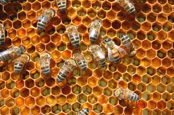 Bees on honeycomb — Stock Photo, Image