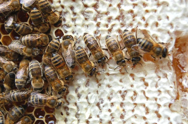 Bienen auf Waben — Stockfoto