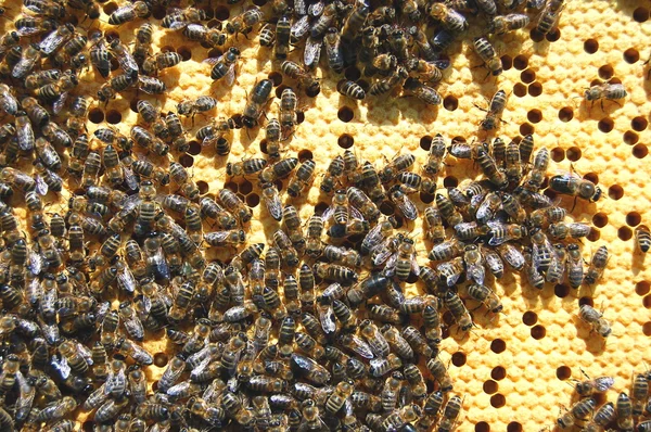 Abejas en panal — Foto de Stock