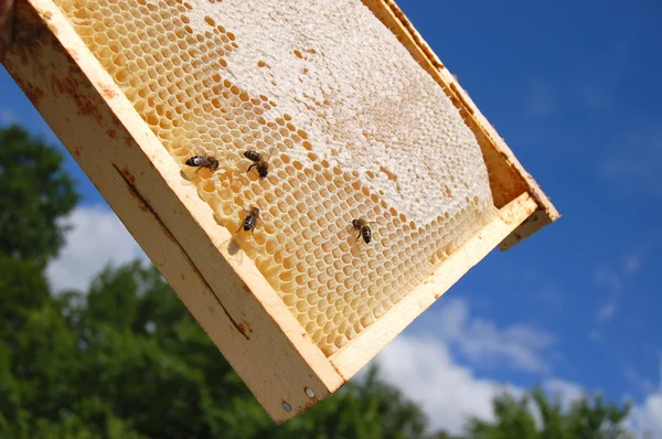 Bina på honeycomb ram — Stockfoto