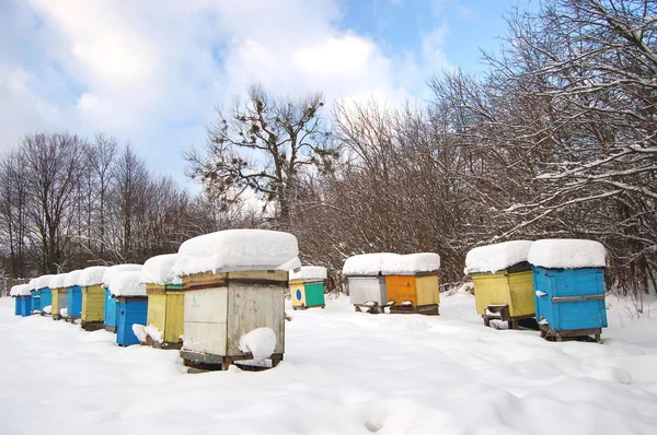 Beehives in apiary covered with snow in wintertime — Stock Photo, Image