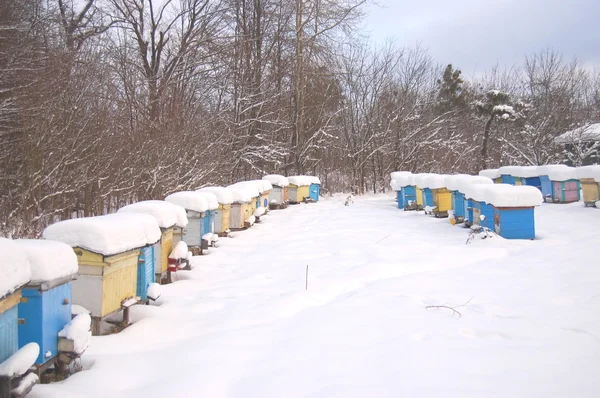 在冬季积雪覆盖的蜂箱蜂 — 图库照片