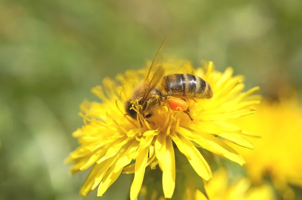 Pszczoła na kwiatach mniszka lekarskiego — Zdjęcie stockowe
