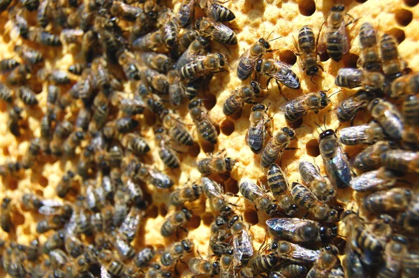 蜂窝上的蜜蜂 — 图库照片
