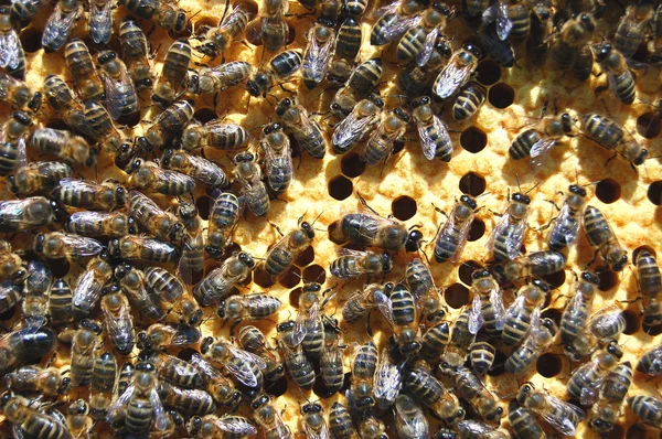 Bees on honeycomb — Stock Photo, Image