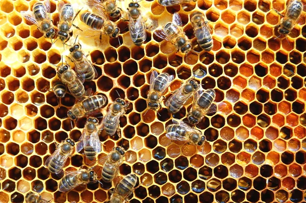 Bienen auf Waben — Stockfoto