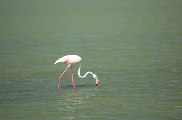 Flamingo on a shallow lake in Calpe, Spain Stock Photo