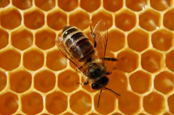 Bee on honeycomb Stock Picture