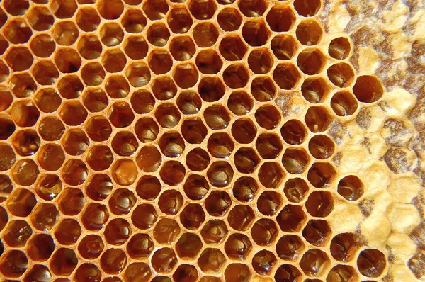 Honeycomb Stock Photo