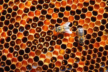 Arılara petek üzerinde