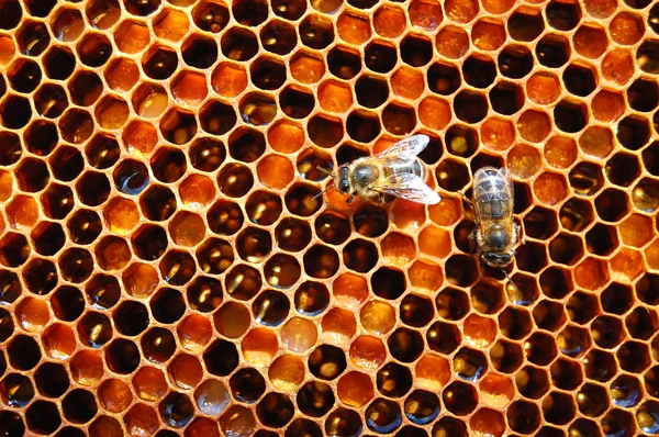 Arılara petek üzerinde