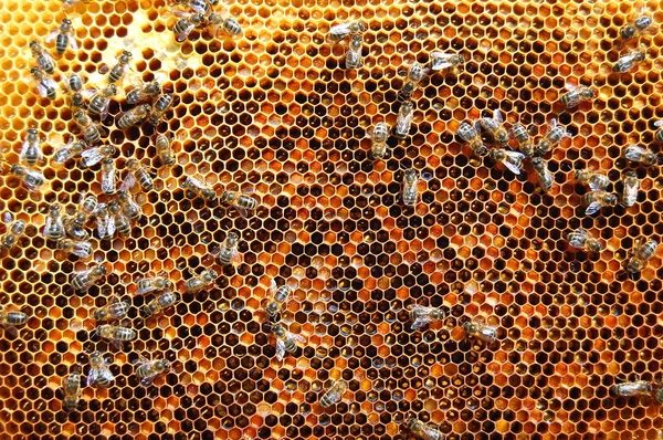 蜂オンハニカム — ストック写真