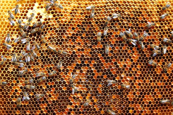 Bienen auf Waben — Stockfoto