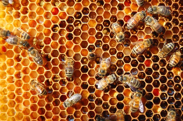 Abejas en panal — Foto de Stock