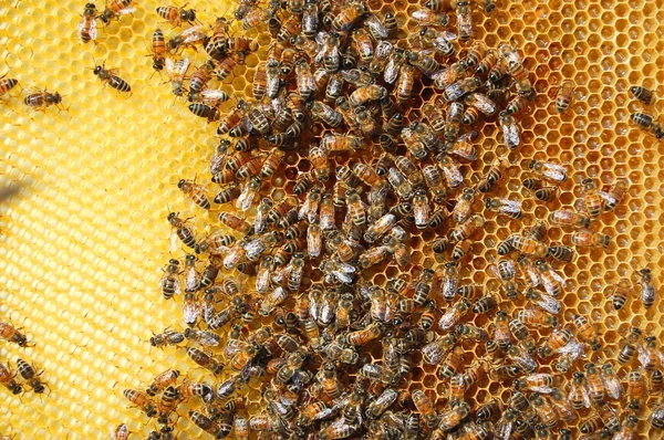 Arılara petek üzerinde — Stok fotoğraf