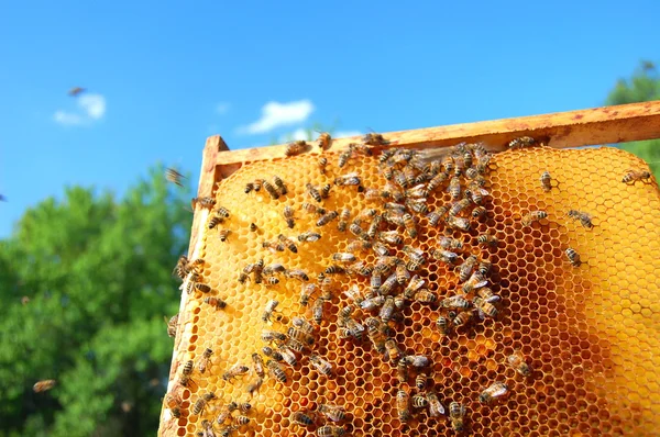 Bienen auf Wabenrahmen — Stockfoto