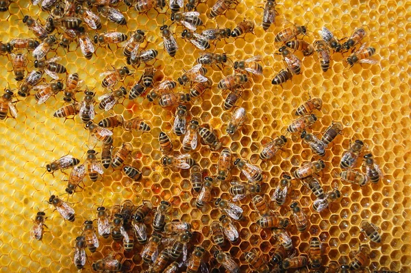 Пчелы на сотах Стоковая Картинка