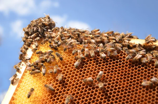 Abejas en marco de panal contra el cielo azul — Foto de Stock