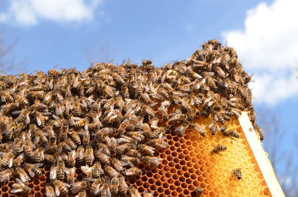Včelí plástev rámu proti modré obloze — Stock fotografie