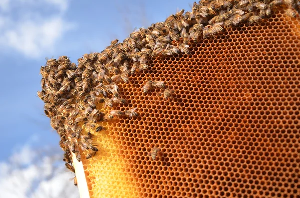 Abejas en marco de panal contra el cielo azul —  Fotos de Stock