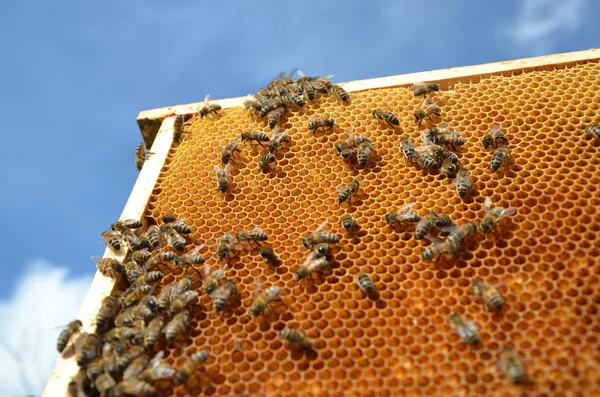 Pszczoły na ramie o strukturze plastra miodu przeciw błękitne niebo — Zdjęcie stockowe