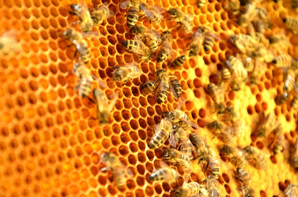 Abejas en marco panal — Foto de Stock