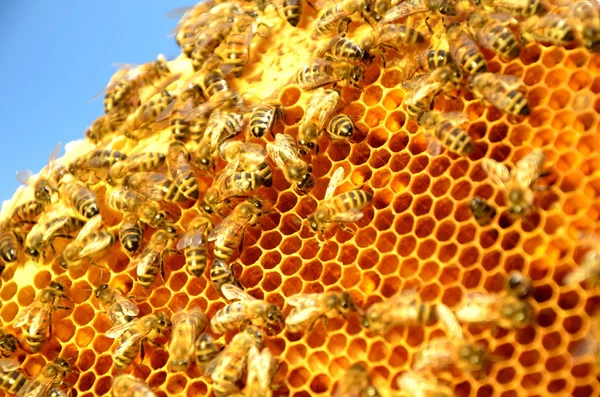 Abejas en marco de panal contra el cielo azul —  Fotos de Stock