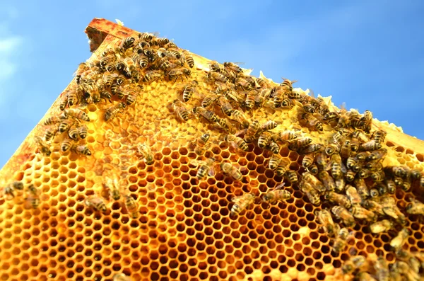 Abelhas no quadro favo de mel contra o céu azul — Fotografia de Stock