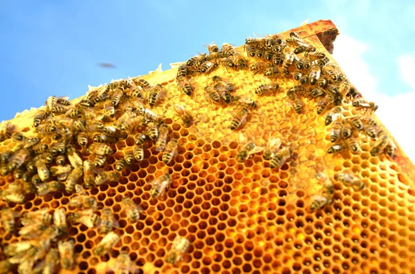 Abejas en marco de panal contra el cielo azul — Foto de Stock