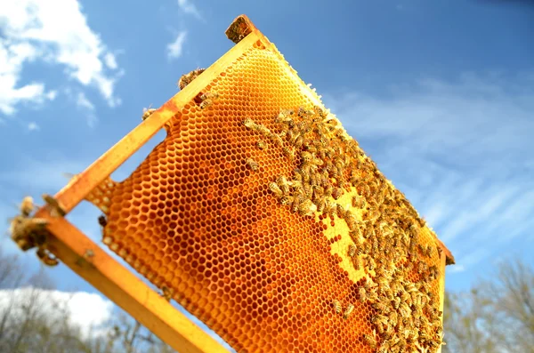 Abeilles sur cadre en nid d'abeille contre ciel bleu — Photo