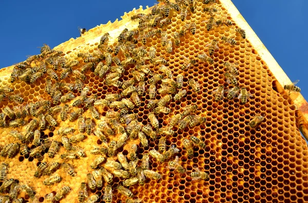 Bienen auf Wabengestell vor blauem Himmel — Stockfoto