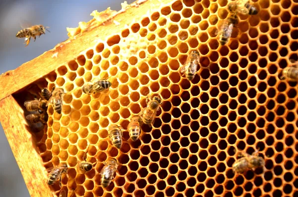 Abejas en marco panal — Foto de Stock