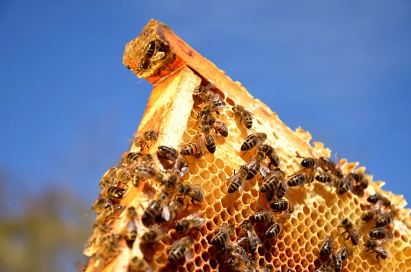 Bienen auf Wabengestell vor blauem Himmel — Stockfoto