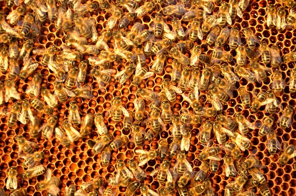 Bienen auf Wabenrahmen — Stockfoto