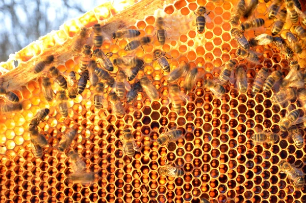 Pszczoły na ramie o strukturze plastra miodu przeciw błękitne niebo na wiosnę — Zdjęcie stockowe