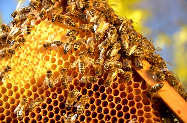 Abeilles sur cadre en nid d'abeille contre ciel bleu au printemps — Photo