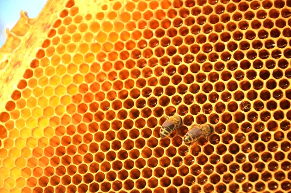 Dos abejas en marco de panal — Foto de Stock