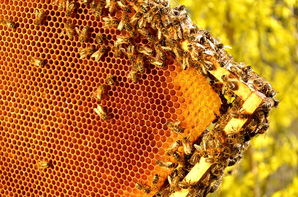 Bienen auf Wabengestell vor blauem Himmel im Frühling — Stockfoto