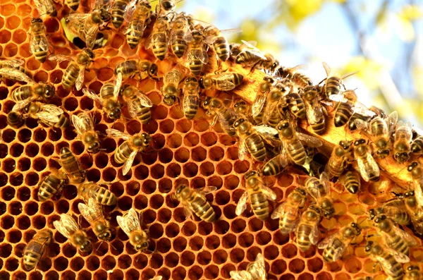 Pszczoły na ramie o strukturze plastra miodu przeciw błękitne niebo na wiosnę — Zdjęcie stockowe